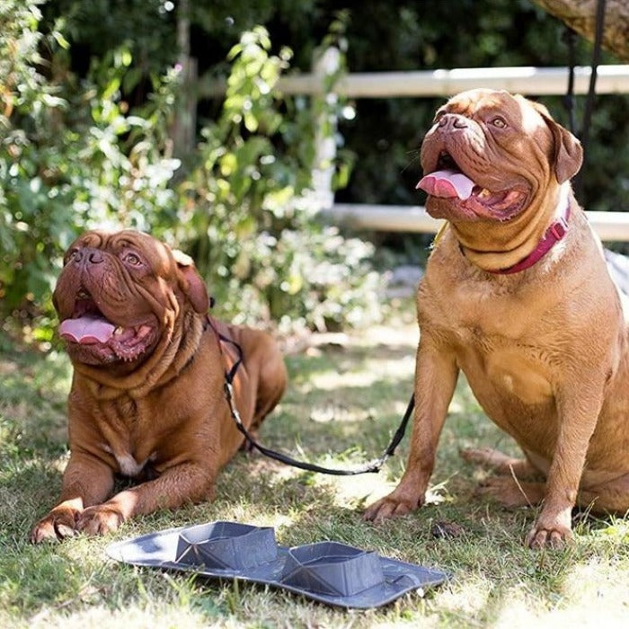 The Outdoor Adventure Pet Food Bowl Set